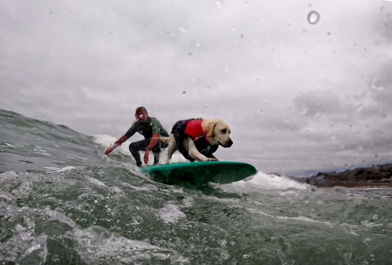 CALIFORNIA-SURFING/DOGS Rosie competes at the World Dog Surfing Championships in Pacifica, California, U.S., August 6, 2022. REUTERS/Carlos Barria TPX IMAGES OF THE DAY
