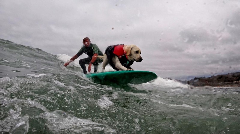 Rosie competes at the World Dog Surfing Championships in Pacifica, California, U.S., August 6, 2022. REUTERS/Carlos Barria     TPX IMAGES OF THE DAY