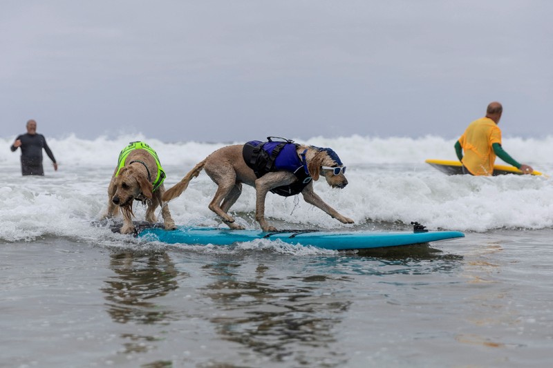CALIFORNIA-SURFING/DOGS Rosie competes at the World Dog Surfing Championships in Pacifica, California, U.S., August 6, 2022. REUTERS/Carlos Barria TPX IMAGES OF THE DAY