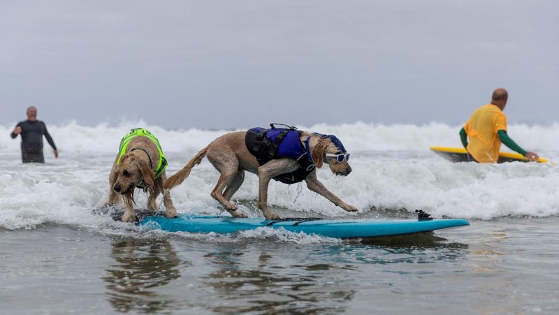 Rosie competes at the World Dog Surfing Championships in Pacifica, California, U.S., August 6, 2022. REUTERS/Carlos Barria     TPX IMAGES OF THE DAY