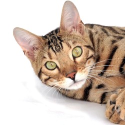 Daftar Ras Kucing Termahal di Dunia, Ada Anabul Anda?