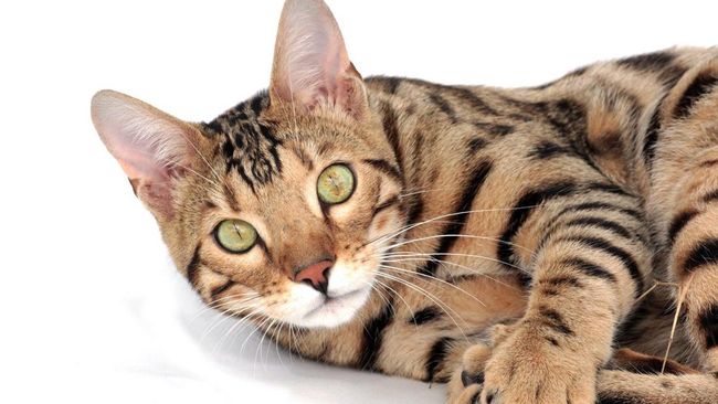 Jual shop serval cat