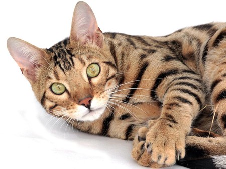10 Ras Kucing Paling Mahal Sedunia Harganya Bikin Melongo