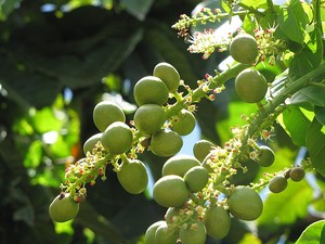 Jarang Orang Tahu, Ini 6 Buah Khas Hutan Indonesia
