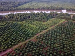Cegah Konflik, ATR/BPN Bakal Inventarisasi Izin lahan 537 Perusahaan Sawit