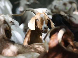 Syarat Hewan Kurban Sesuai Sunnah, Apa Saja?