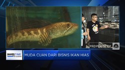 Bisnis Ikan Hias, Sumber Cuan di Tengah Pandemi