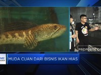 Bisnis Ikan Hias, Sumber Cuan di Tengah Pandemi