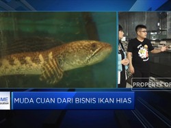 Bisnis Ikan Hias, Sumber Cuan di Tengah Pandemi