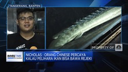 Masih Muda Bisa Cuan Dari Bisnis Ikan Hias?