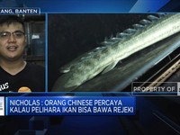 Masih Muda Bisa Cuan Dari Bisnis Ikan Hias?