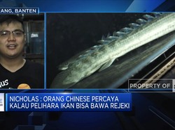Masih Muda Bisa Cuan Dari Bisnis Ikan Hias?