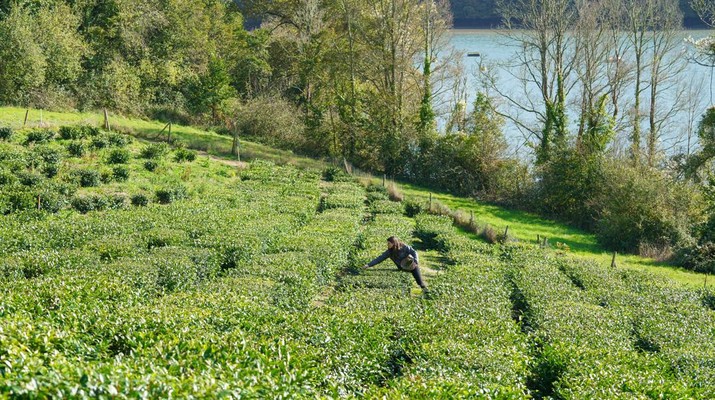 Kebun teh di Truro, Inggris. TRURO, ENGLAND - OCTOBER 14: Tregothan Estate staff member Darcie Dawe oversees the first pluck of tea in October on the west banks of Tregothnan on October 14, 2020 at Truro, England. The bushes were gifted from Darjeeling and now form part of Europe's largest tea garden in the microclimate of Tregothnan, 7 miles inland but with an 18 metre deep sea creek to provide winter warming. (Photo by Hugh Hastings/Getty Images)
