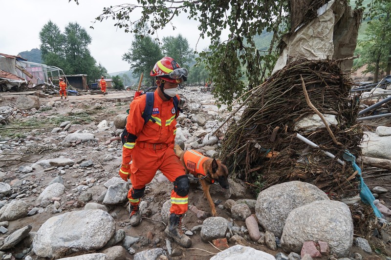 Seorang pekerja penyelamat dan anjing mencari korban setelah banjir di Desa Shadai, Kotapraja Qingshan di Datong Hui dan Kabupaten Otonom Tu di Provinsi Qinghai, Tiongkok barat laut, Kamis (18/8/2022). Badai hujan yang melanda Tiongkok barat memicu tanah longsor yang mengalihkan sungai dan menyebabkan banjir bandang di daerah berpenduduk, menewaskan beberapa orang dan membuat yang lain hilang.  (Zhang Hongxiang/Xinhua via AP)