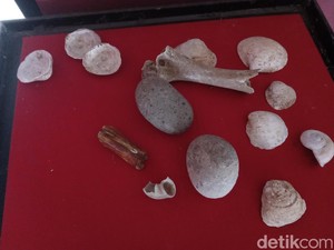Pengertian Kjokkenmoddinger, Fosil dari Zaman Manusia Purba