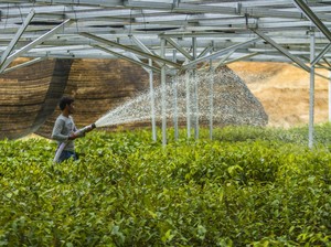 Lahan Tidur Milik Negara Disulap Jadi Kawasan Produksi Pangan