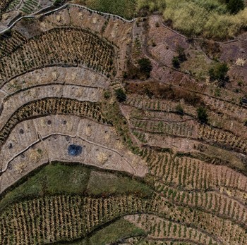 Petani China Gagal Panen Akibat Kekeringan Parah