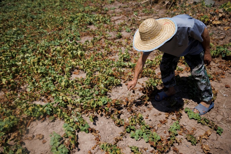 CHINA-WEATHER/FARMER An aerial view of parched terrace fields in Fuyuan village, as the region is experiencing a drought, in Chongqing China, August 19, 2022. REUTERS/Thomas Peter TPX IMAGES OF THE DAY