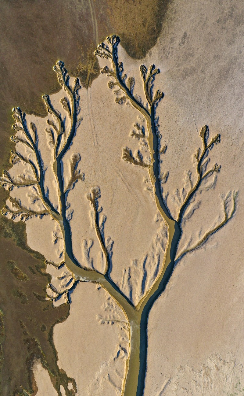 NANCHANG, CHINA - AUGUST 21, 2022 - An aerial photo shows a tree-shaped pattern after drought in the Jinxian section of Poyang Lake in Nanchang, Jiangxi province, China, Aug 21, 2022. Affected by low rainfall and continuous high temperature, the Yangtze River Basin has seen a rare drought. Poyang Lake has entered the low dry season more than 100 days ahead of schedule, setting the record of the earliest low dry season. The water surface area of Poyang Lake has shrunk by 3/4 compared with that in June. (Photo credit should read CFOTO/Future Publishing via Getty Images)