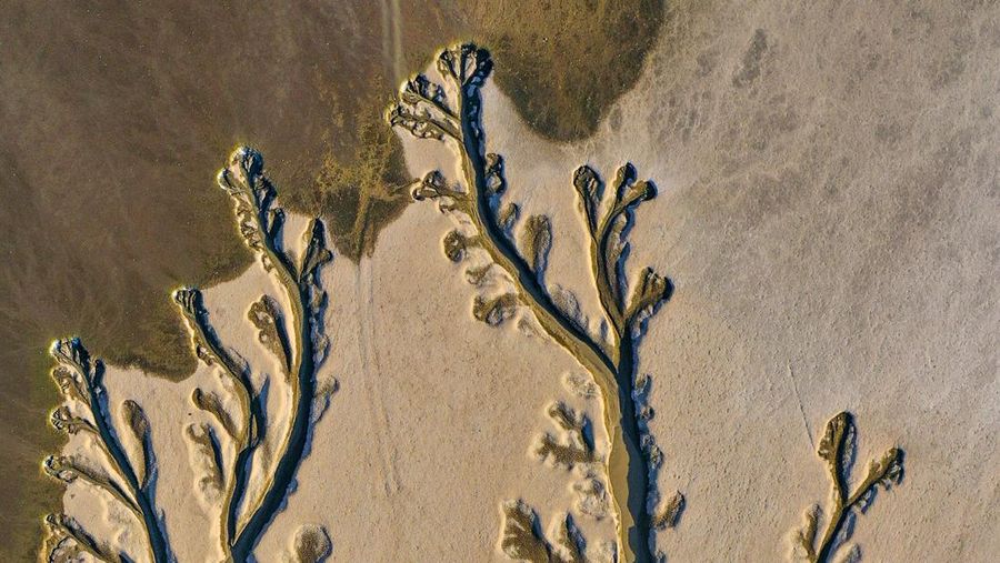 NANCHANG, CHINA - AUGUST 21, 2022 - An aerial photo shows a tree-shaped pattern after drought in the Jinxian section of Poyang Lake in Nanchang, Jiangxi province, China, Aug 21, 2022. Affected by low rainfall and continuous high temperature, the Yangtze River Basin has seen a rare drought. Poyang Lake has entered the low dry season more than 100 days ahead of schedule, setting the record of the earliest low dry season. The water surface area of Poyang Lake has shrunk by 3/4 compared with that in June. (Photo credit should read CFOTO/Future Publishing via Getty Images)