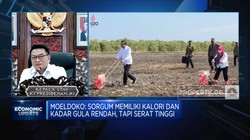 Alasan Pemerintah Kembangkan Sorgum Jadi Substitusi Gandum