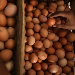 'Meledak'! Harga Telur Rekor ke Rp35.000, DPR Warning Zulhas