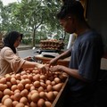 India Jadi Raja Tepung Telur Dunia, RI Makin Tertinggal