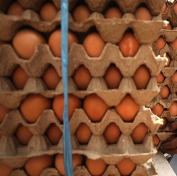 Lah! RI Impor Telur, Jauh-jauh dari Amerika