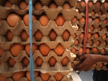 Lah! RI Impor Telur, Jauh-jauh dari Amerika
