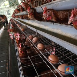 'Badai' G30S Buat Jenderal Ini Pilih Pensiun & Jualan Ayam