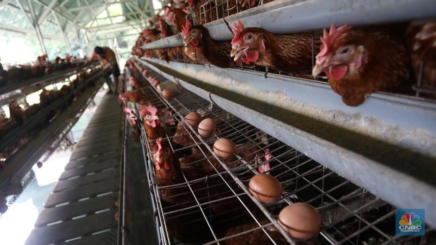Rizal Ansori mengambil telur di kandang ayam miliknya di jalan Betet 1, Pengasinan, Kec. Gn. Sindur, Kabupaten Bogor, Jawa Barat, Selasa (23/8/2022). Harga telur ayam ras tengah bergerak naik lagi, bahkan kini di Jakarta sudah tembus Rp33.000 per kg. (²©²ÊÍøÕ¾/Andrean Kristianto)