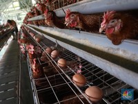 'Badai' G30S Buat Jenderal Ini Pilih Pensiun & Jualan Ayam