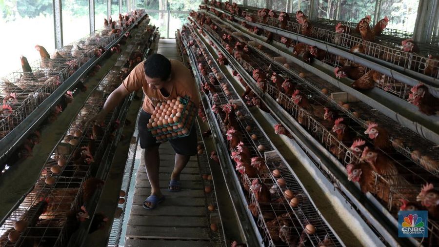Rizal Ansori mengambil telur di kandang ayam miliknya di jalan Betet 1, Pengasinan, Kec. Gn. Sindur, Kabupaten Bogor, Jawa Barat, Selasa (23/8/2022). Harga telur ayam ras tengah bergerak naik lagi, bahkan kini di Jakarta sudah tembus Rp33.000 per kg. (CNBC Indonesia/Andrean Kristianto)