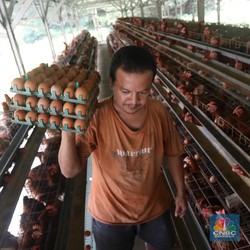 Bikin Malu! Produk Olahan Telur, RI Sampai Impor dari India