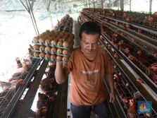 Bikin Malu! Produk Olahan Telur, RI Sampai Impor dari India
