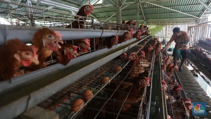 Rizal Ansori mengambil telur di kandang ayam miliknya di jalan Betet 1, Pengasinan, Kec. Gn. Sindur, Kabupaten Bogor, Jawa Barat, Selasa (23/8/2022). Harga telur ayam ras tengah bergerak naik lagi, bahkan kini di Jakarta sudah tembus Rp33.000 per kg. (CNBC Indonesia/Andrean Kristianto) Rizal Ansori mengambil telur di kandang ayam miliknya di jalan Betet 1, Pengasinan, Kec. Gn. Sindur, Kabupaten Bogor, Jawa Barat, Selasa (23/8/2022). Harga telur ayam ras tengah bergerak naik lagi, bahkan kini di Jakarta sudah tembus Rp33.000 per kg. (CNBC Indonesia/Andrean Kristianto)