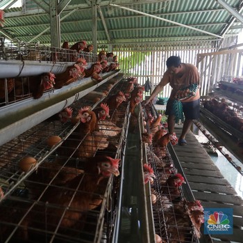 Curhat Peternak Ayam Ungkap Biang Kerok Harga Telur Meroket