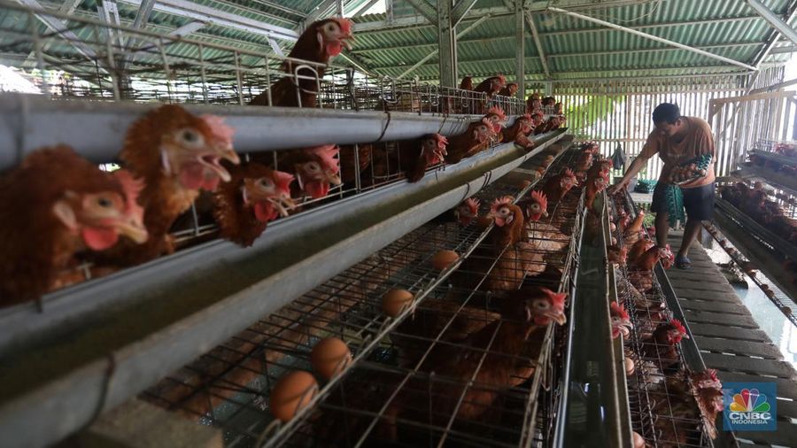 Rizal Ansori mengambil telur di kandang ayam miliknya di jalan Betet 1, Pengasinan, Kec. Gn. Sindur, Kabupaten Bogor, Jawa Barat, Selasa (23/8/2022). Harga telur ayam ras tengah bergerak naik lagi, bahkan kini di Jakarta sudah tembus Rp33.000 per kg. (CNBC Indonesia/Andrean Kristianto)