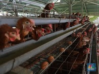 Curhat Peternak Ayam Ungkap Biang Kerok Harga Telur Meroket