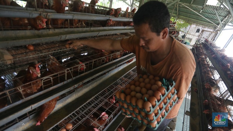 Rizal Ansori mengambil telur di kandang ayam miliknya di jalan Betet 1, Pengasinan, Kec. Gn. Sindur, Kabupaten Bogor, Jawa Barat, Selasa (23/8/2022). Harga telur ayam ras tengah bergerak naik lagi, bahkan kini di Jakarta sudah tembus Rp33.000 per kg. (CNBC Indonesia/Andrean Kristianto) Rizal Ansori mengambil telur di kandang ayam miliknya di jalan Betet 1, Pengasinan, Kec. Gn. Sindur, Kabupaten Bogor, Jawa Barat, Selasa (23/8/2022). Harga telur ayam ras tengah bergerak naik lagi, bahkan kini di Jakarta sudah tembus Rp33.000 per kg. (CNBC Indonesia/Andrean Kristianto)