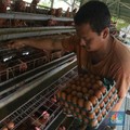 Aneh! Produksi Surplus tapi RI Kecanduan Impor Tepung Telur