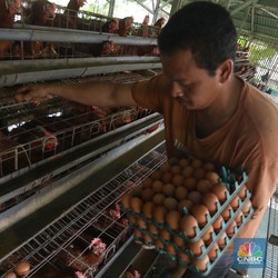 Ini Biang Kerok RI Kecanduan Impor Produk Olahan Telur