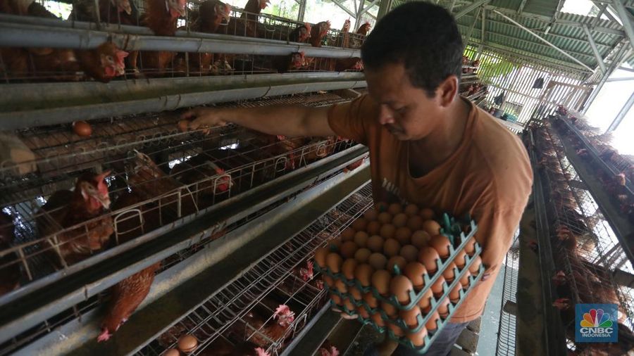 Rizal Ansori mengambil telur di kandang ayam miliknya di jalan Betet 1, Pengasinan, Kec. Gn. Sindur, Kabupaten Bogor, Jawa Barat, Selasa (23/8/2022). Harga telur ayam ras tengah bergerak naik lagi, bahkan kini di Jakarta sudah tembus Rp33.000 per kg. (CNBC Indonesia/Andrean Kristianto)
