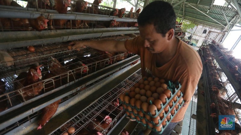 Rizal Ansori mengambil telur di kandang ayam miliknya di jalan Betet 1, Pengasinan, Kec. Gn. Sindur, Kabupaten Bogor, Jawa Barat, Selasa (23/8/2022). Harga telur ayam ras tengah bergerak naik lagi, bahkan kini di Jakarta sudah tembus Rp33.000 per kg. (CNBC Indonesia/Andrean Kristianto)