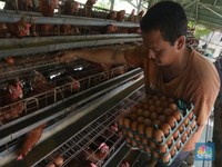 Aneh! Produksi Surplus tapi RI Kecanduan Impor Tepung Telur