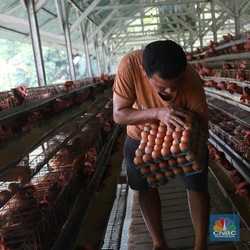 Harga Telur Rekor Termahal, Ini Penjelasan Anak Buah Zulhas