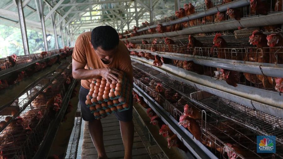 Rizal Ansori mengambil telur di kandang ayam miliknya di jalan Betet 1, Pengasinan, Kec. Gn. Sindur, Kabupaten Bogor, Jawa Barat, Selasa (23/8/2022). Harga telur ayam ras tengah bergerak naik lagi, bahkan kini di Jakarta sudah tembus Rp33.000 per kg. (CNBC Indonesia/Andrean Kristianto)