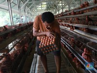 Harga Telur Rekor Termahal, Ini Penjelasan Anak Buah Zulhas