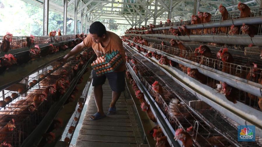 Rizal Ansori mengambil telur di kandang ayam miliknya di jalan Betet 1, Pengasinan, Kec. Gn. Sindur, Kabupaten Bogor, Jawa Barat, Selasa (23/8/2022). Harga telur ayam ras tengah bergerak naik lagi, bahkan kini di Jakarta sudah tembus Rp33.000 per kg. (CNBC Indonesia/Andrean Kristianto)
