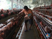 Sabar ya Bun... Jokowi Janji Harga Telur Turun 2 Minggu Lagi